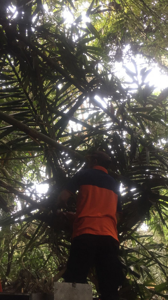 Pohon Tumbang di Banjar Pande, Desa Abiansemal, Kecamatan Abiansemal Tanggal 13 Juli 2022